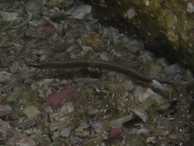 The Aquarium